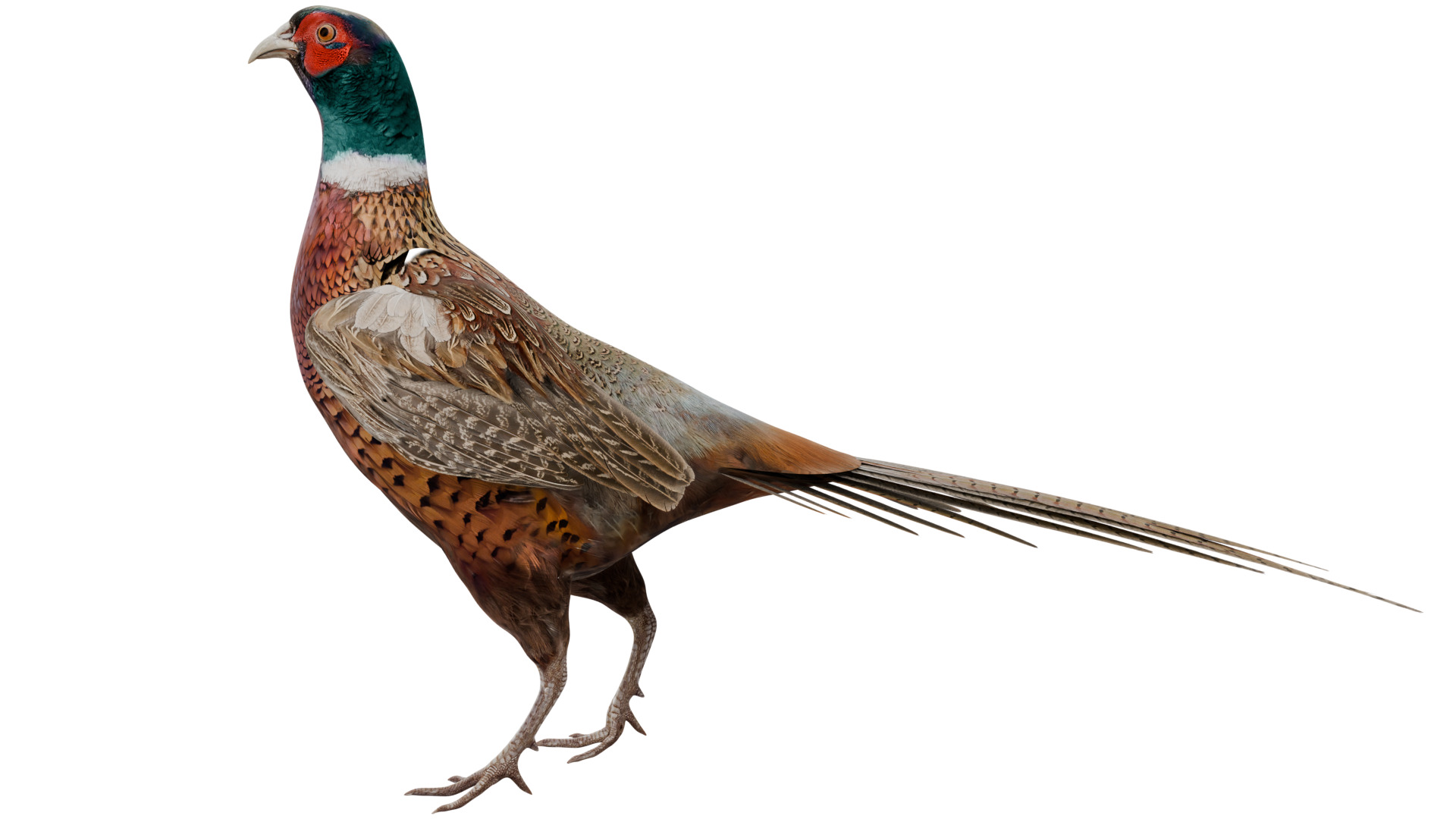 Pheasant 3D model_1
