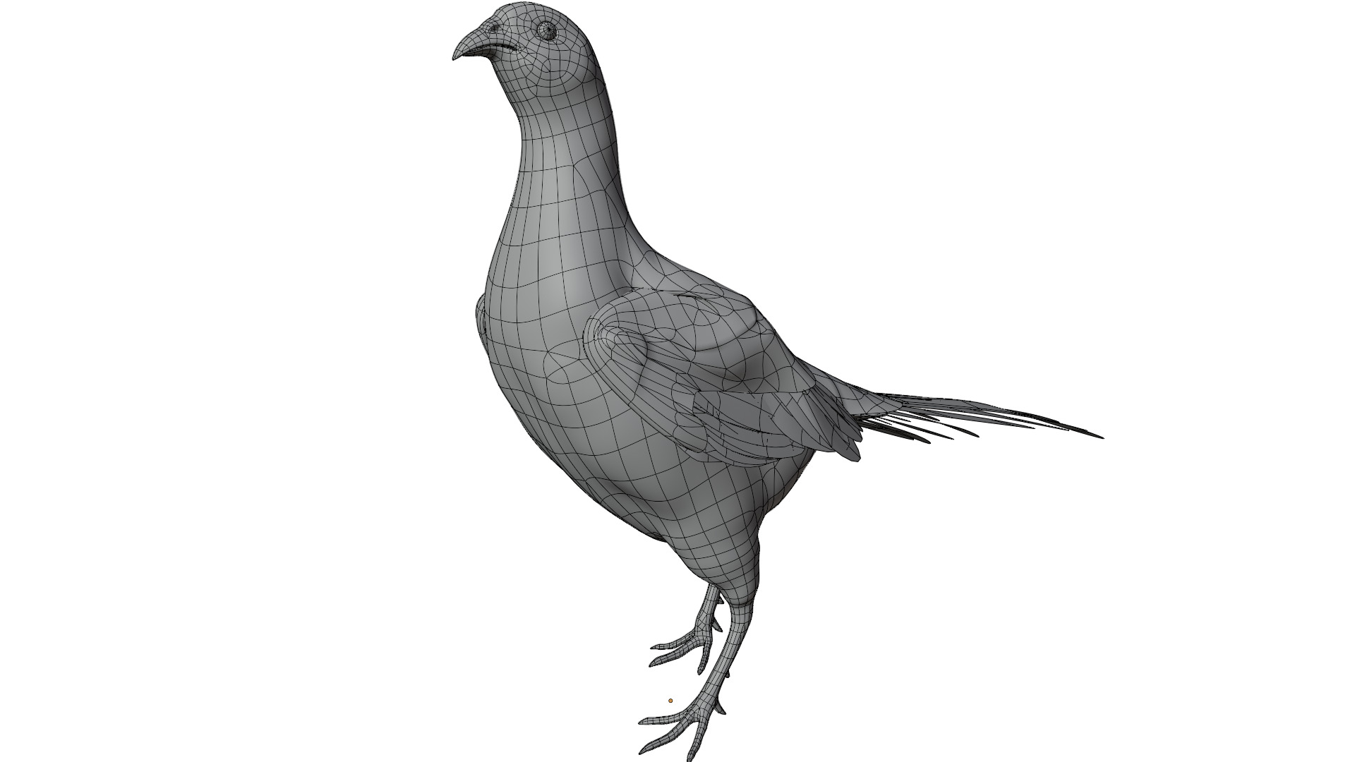 Pheasant 3D model_9