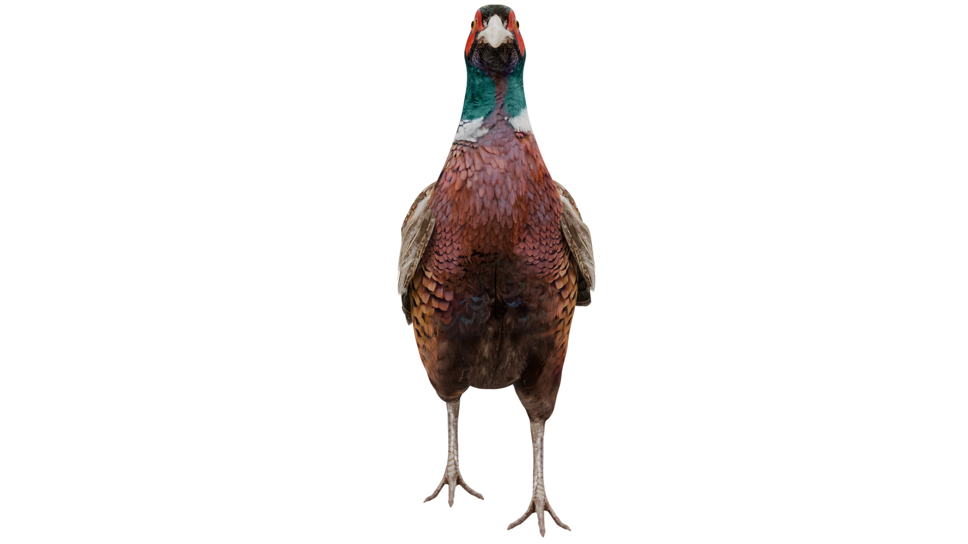 Pheasant 3D model_7