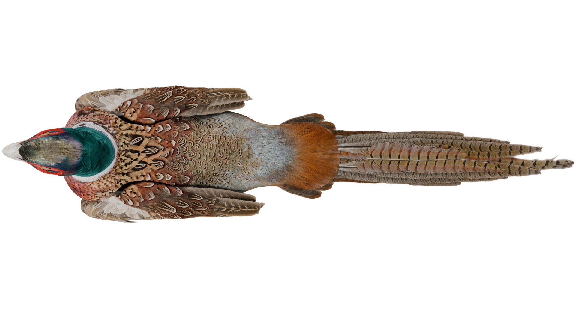 Pheasant 3D model_8