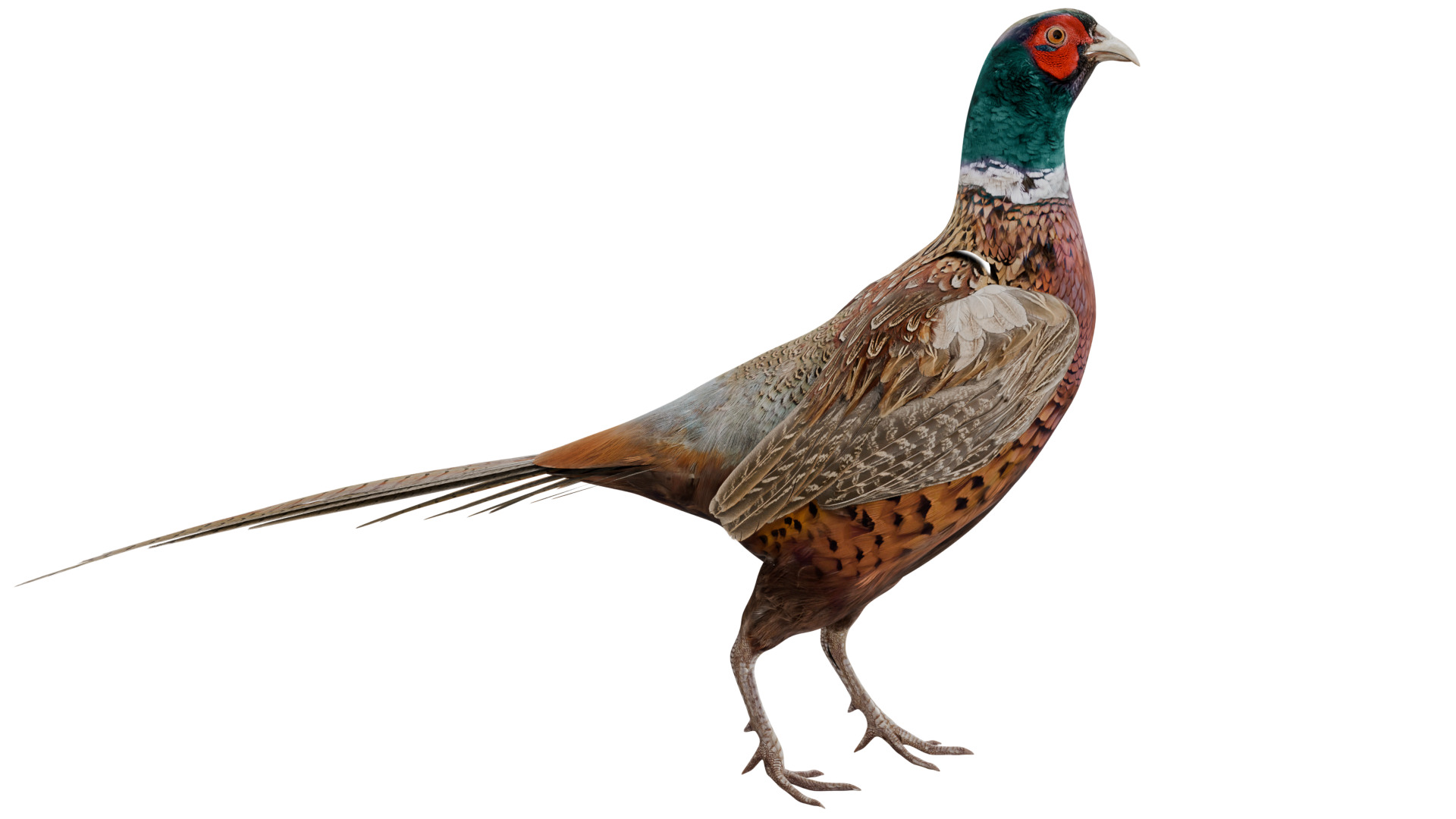 Pheasant 3D model_5