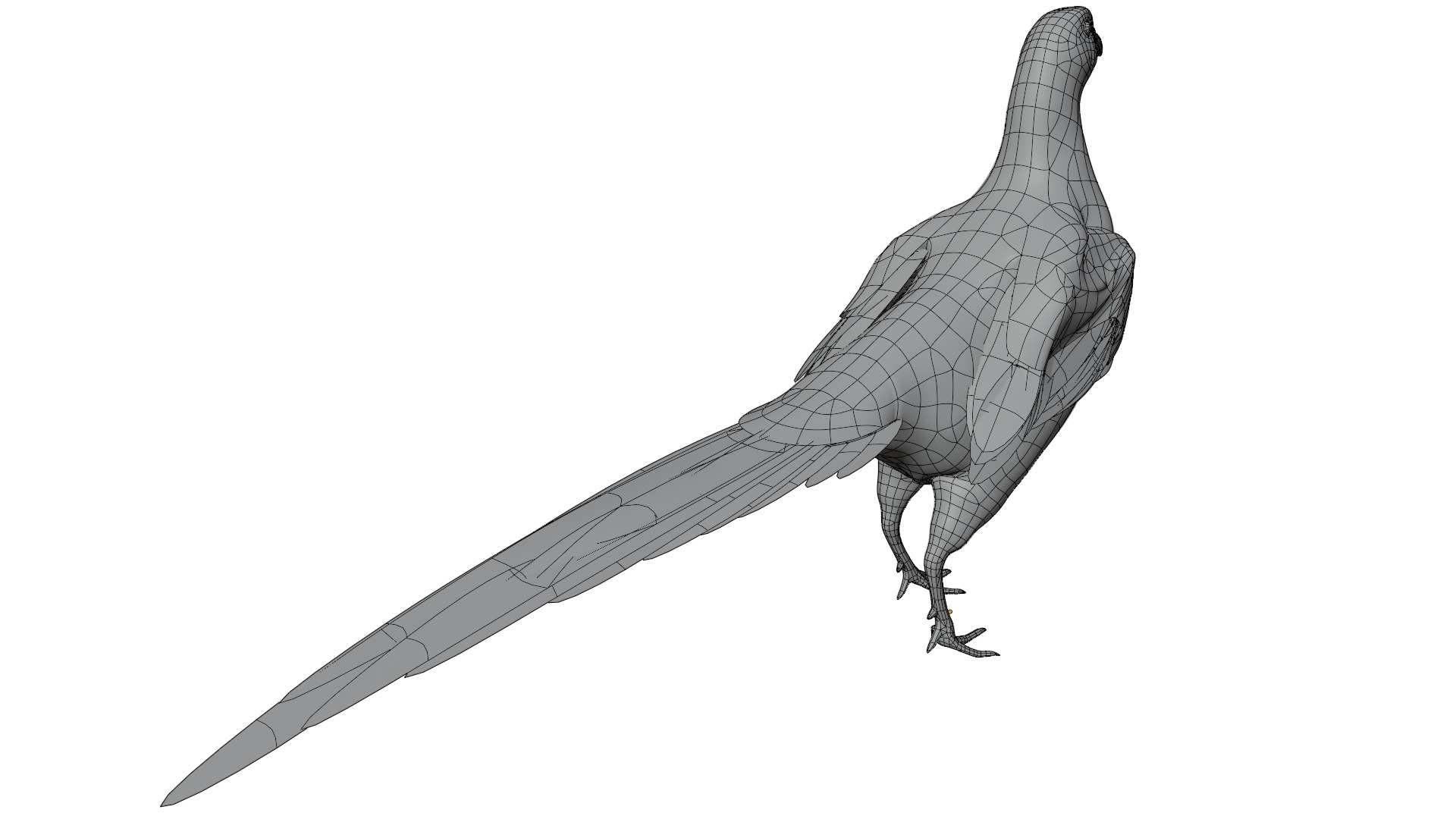 Pheasant 3D model_13
