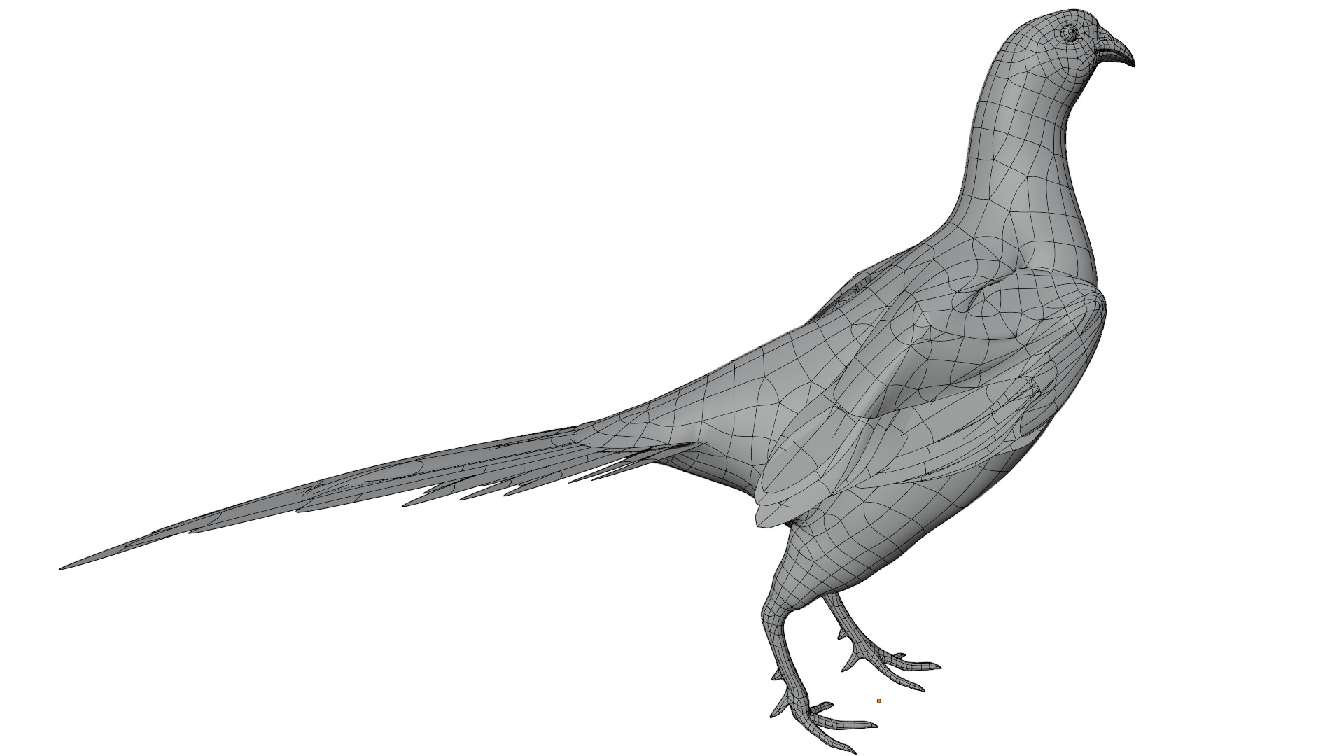 Pheasant 3D model_14