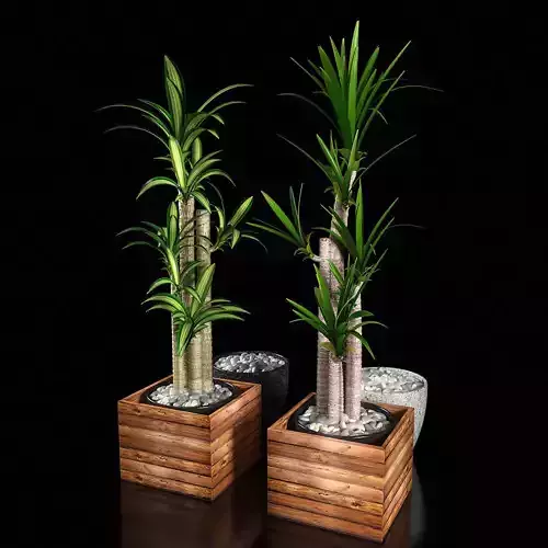 Plant 1 two plants in wooden boxes