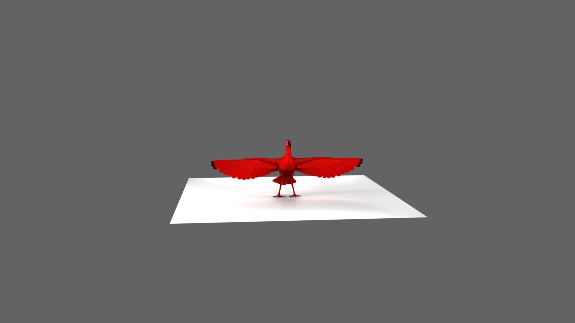 Scarlet-ibis Rigged 3D model_16