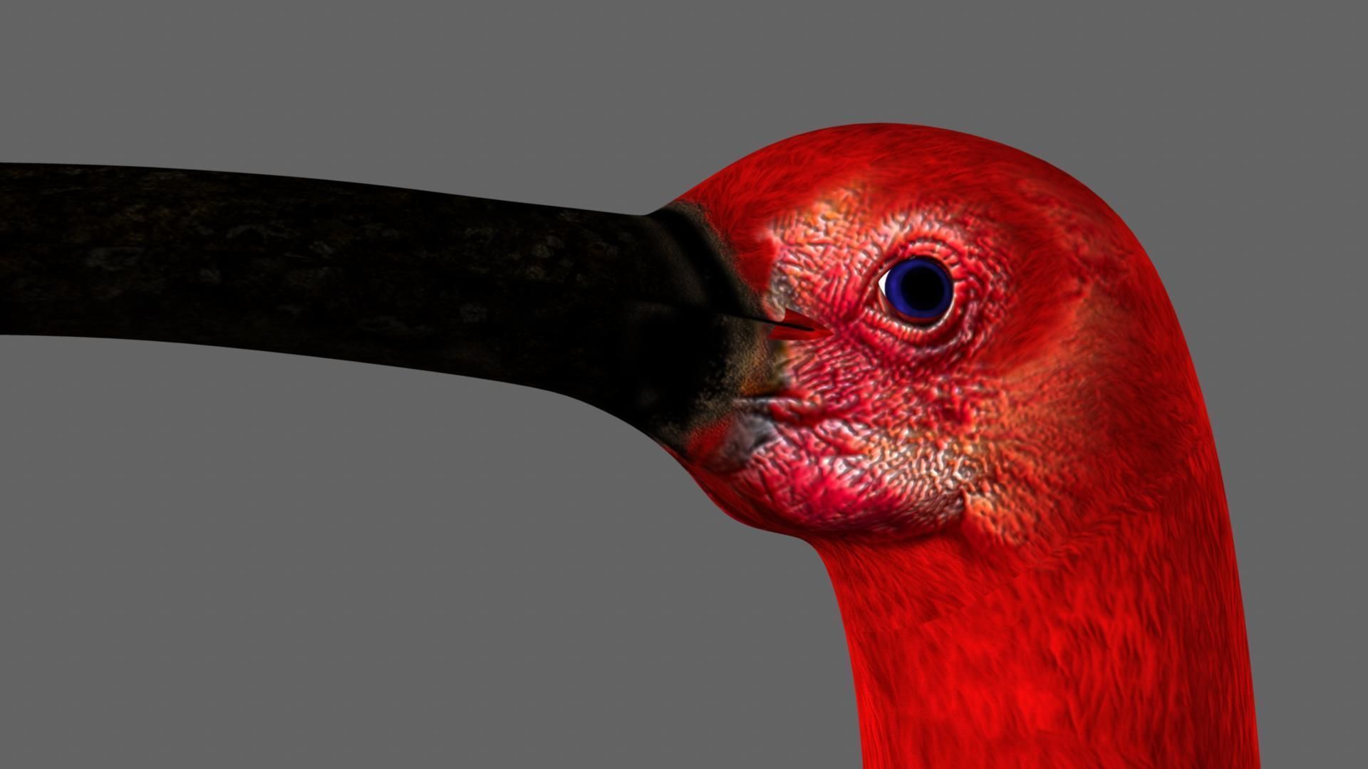 Scarlet-ibis Rigged 3D model_13