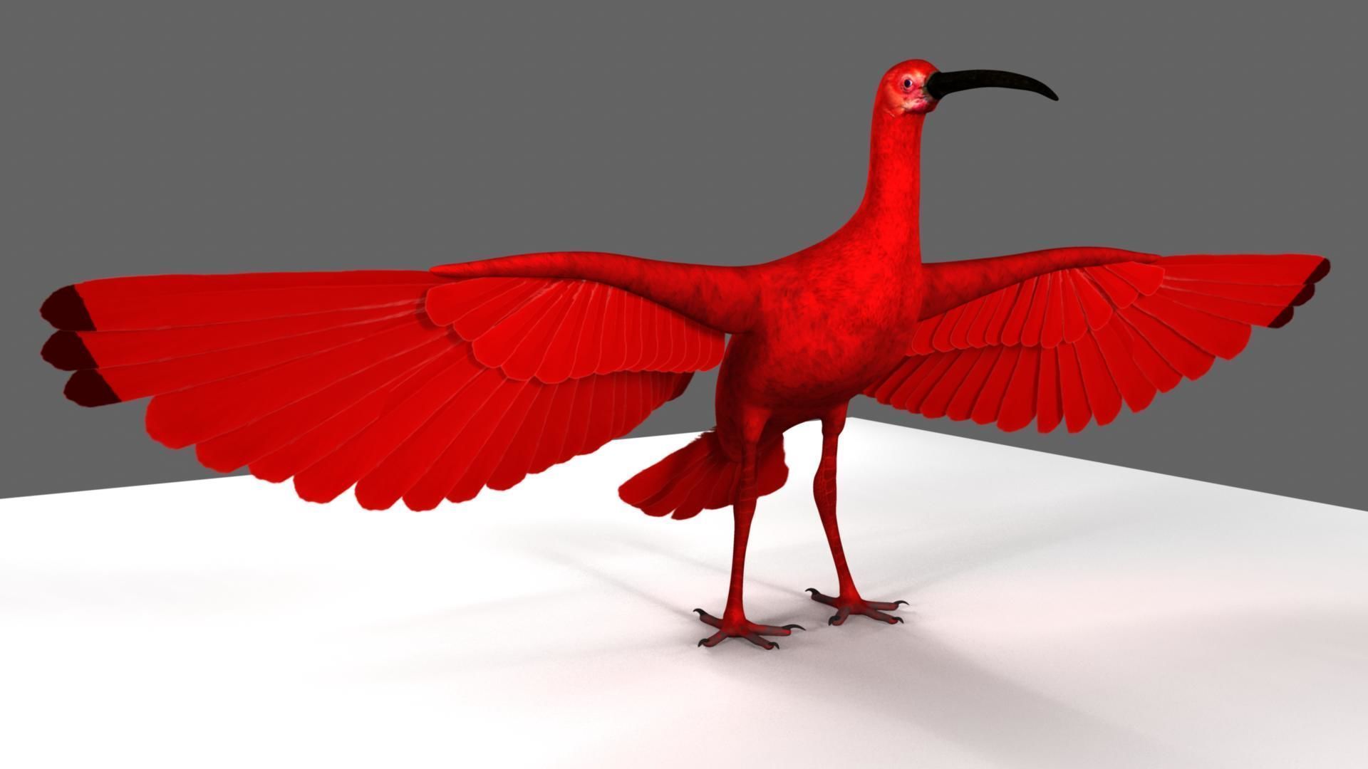 Scarlet-ibis Rigged 3D model_12