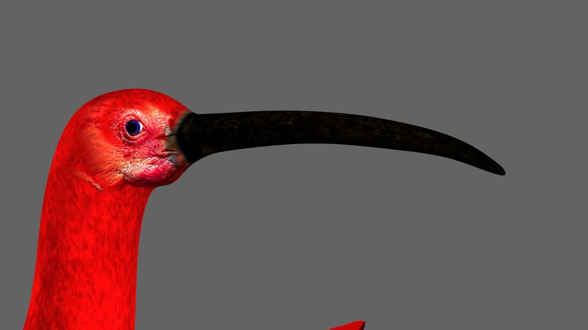 Scarlet-ibis Rigged 3D model_15
