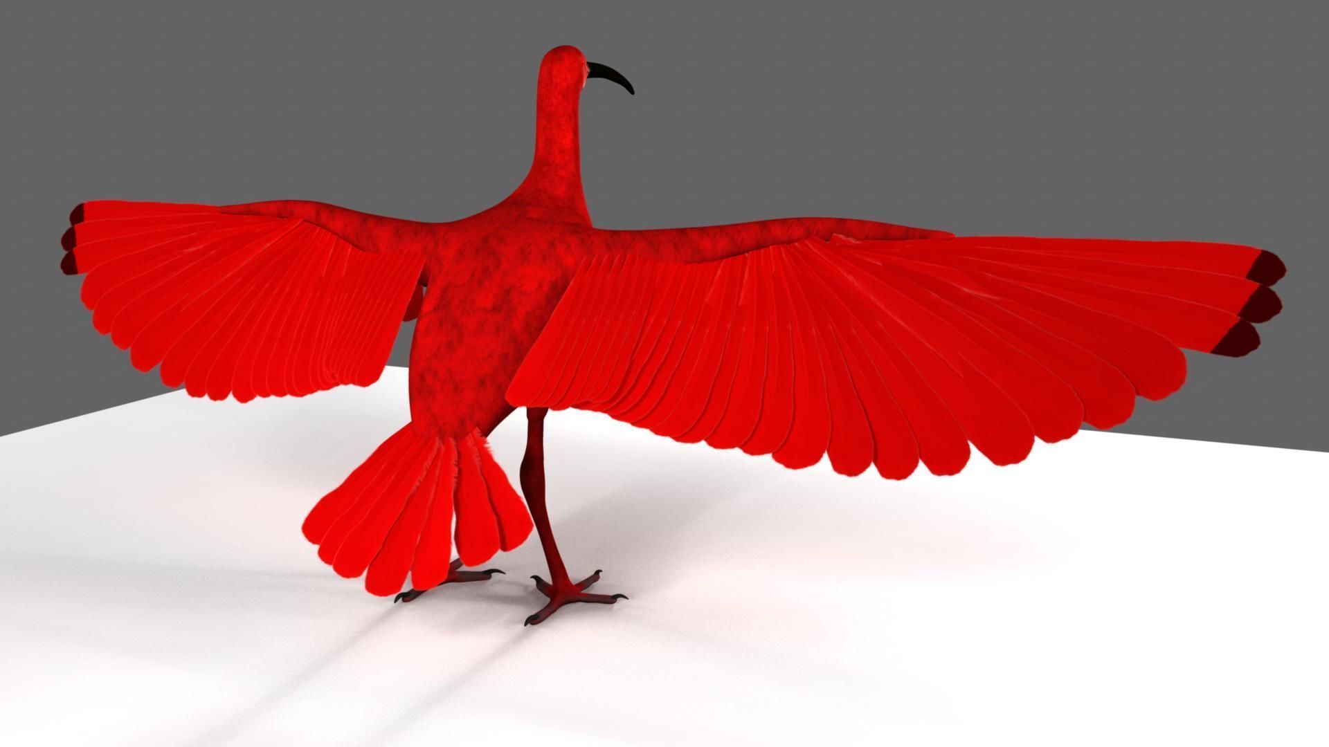 Scarlet-ibis Rigged 3D model_23