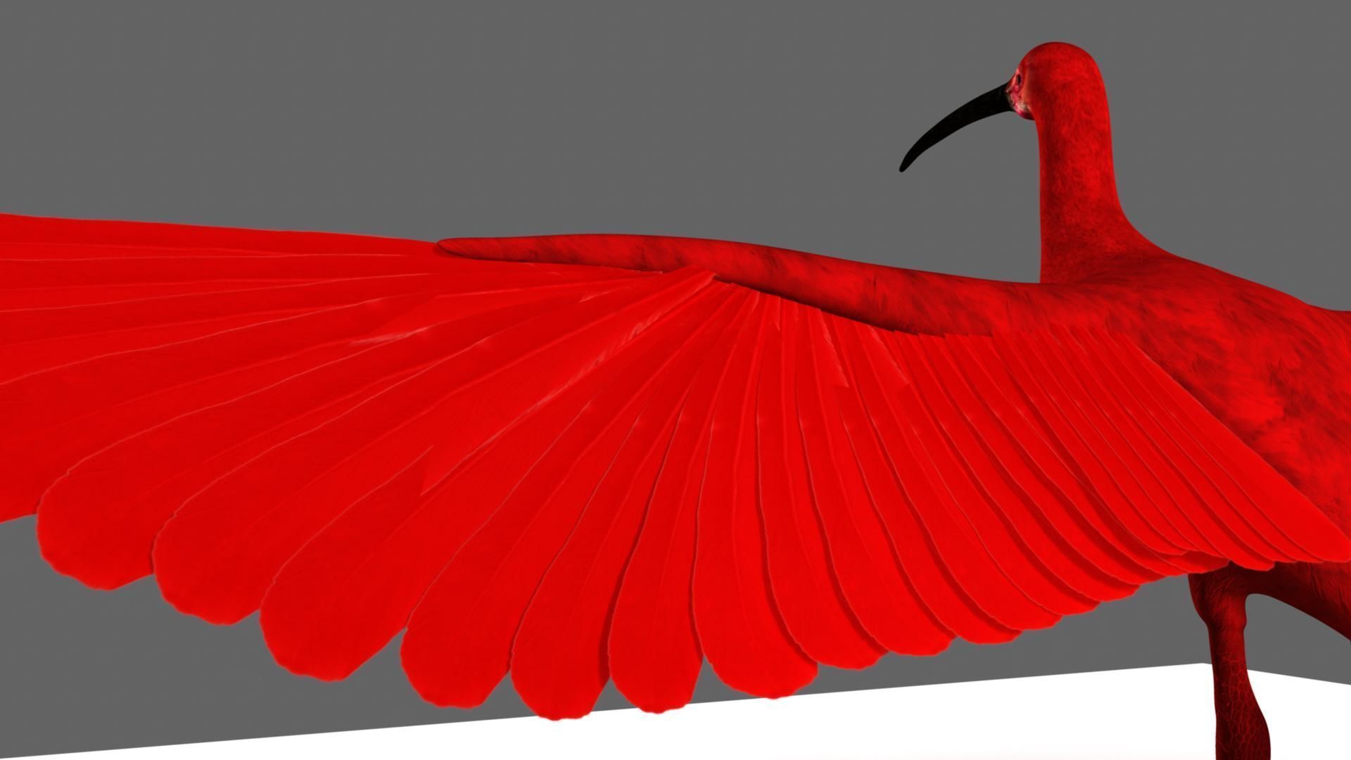 Scarlet-ibis Rigged 3D model_8