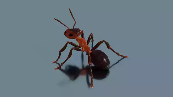 Normal Ant