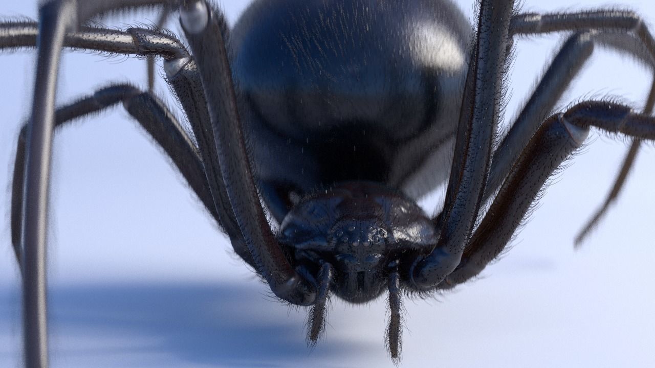 Black widow spider rigged and animated for Cinema 4d 3D model_6