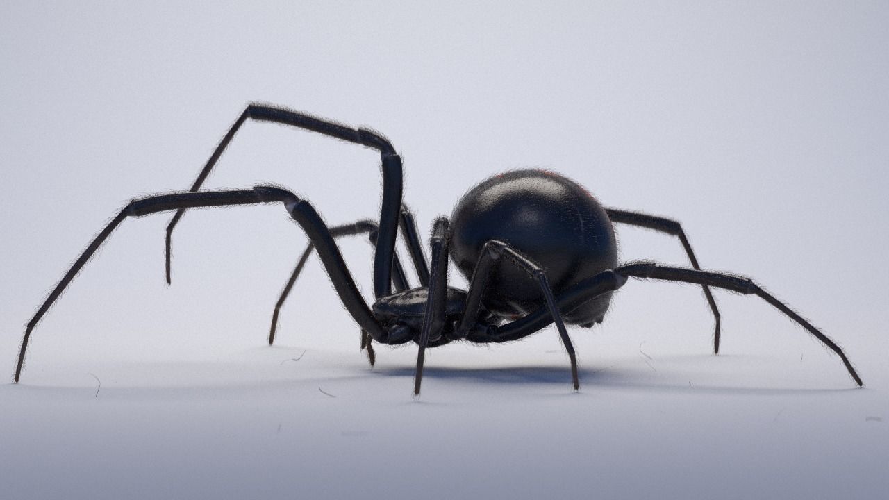Black widow spider rigged and animated for Cinema 4d 3D model_5