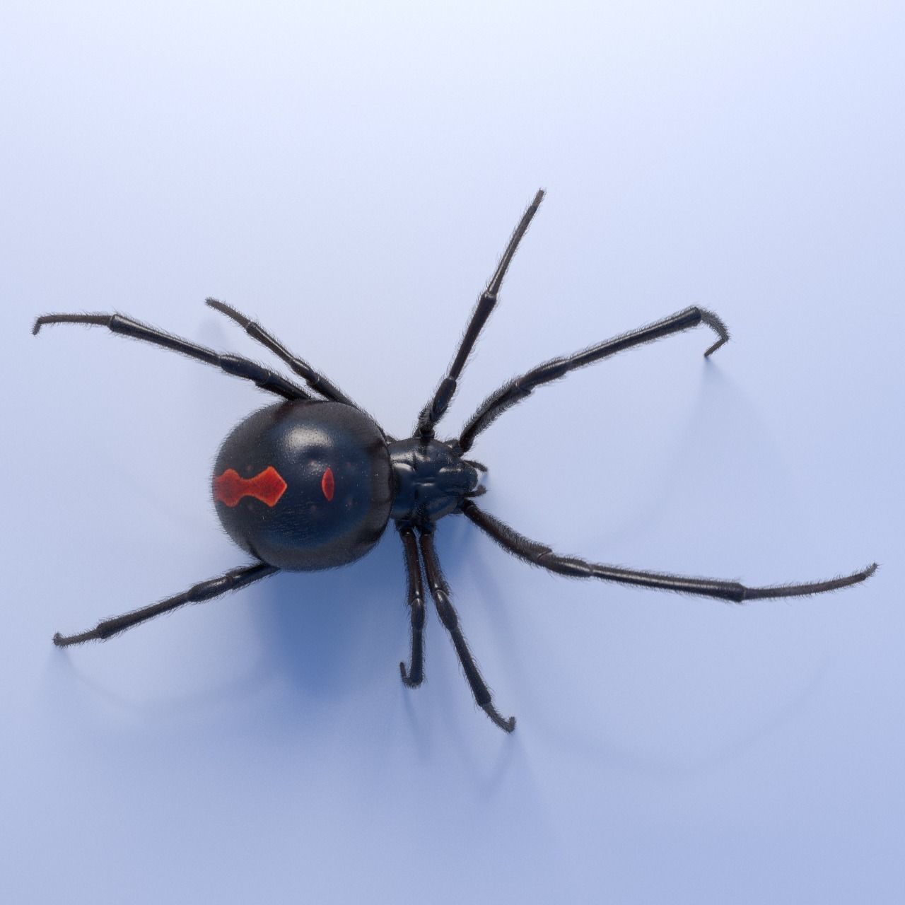 Black widow spider rigged and animated for Cinema 4d 3D model_2