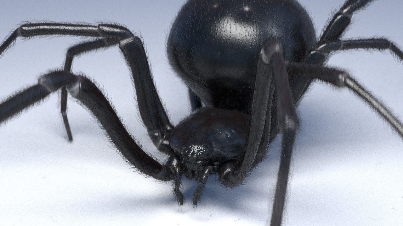 Black widow spider rigged and animated for Cinema 4d 3D model_3