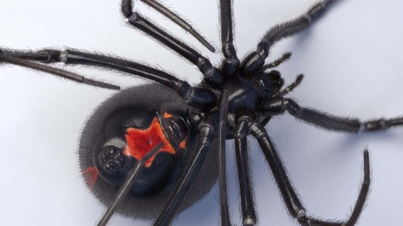 Black widow spider rigged and animated for Cinema 4d 3D model_0