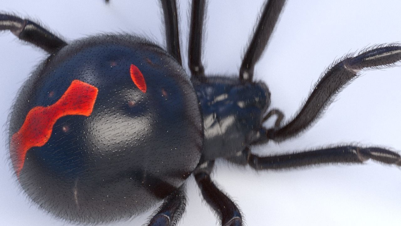 Black widow spider rigged and animated for Cinema 4d 3D model_4