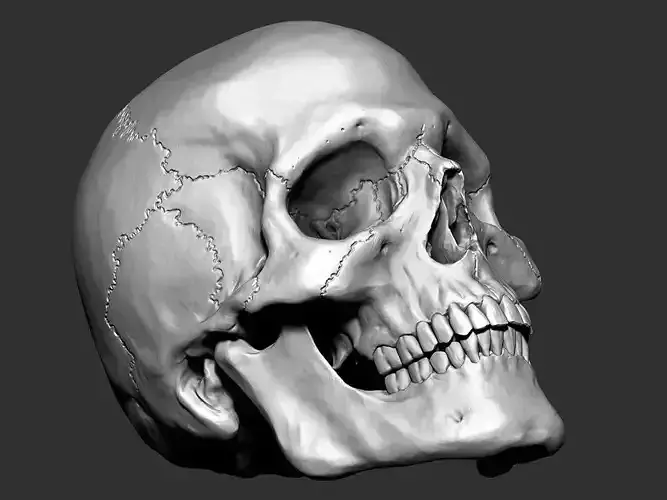 Skull -  3D print model
