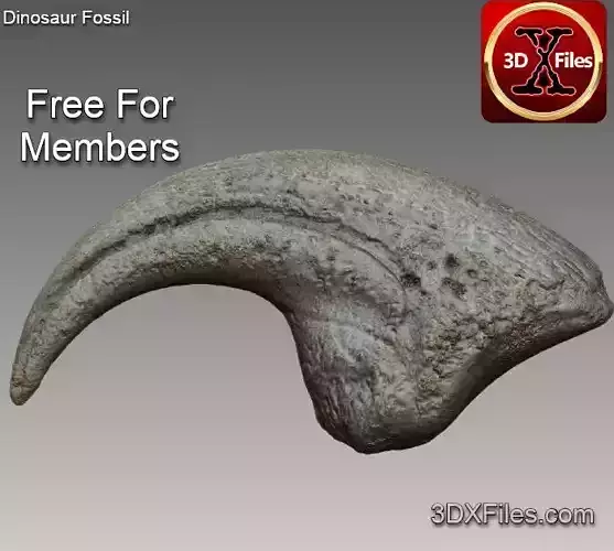 Allosaurus Hand Claw - Dinosaur Fossil Replica 