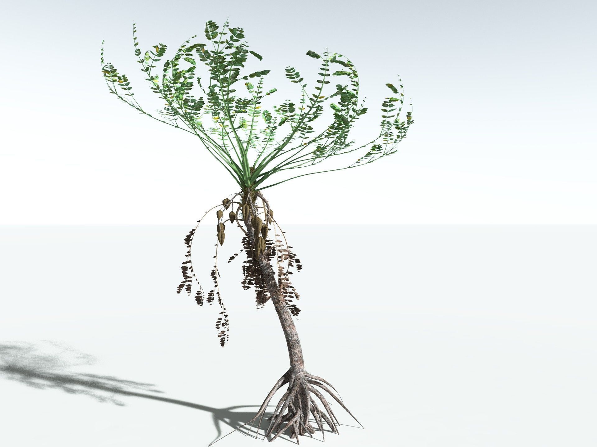 EVERYPlant Medullosa Noei 3D model_8