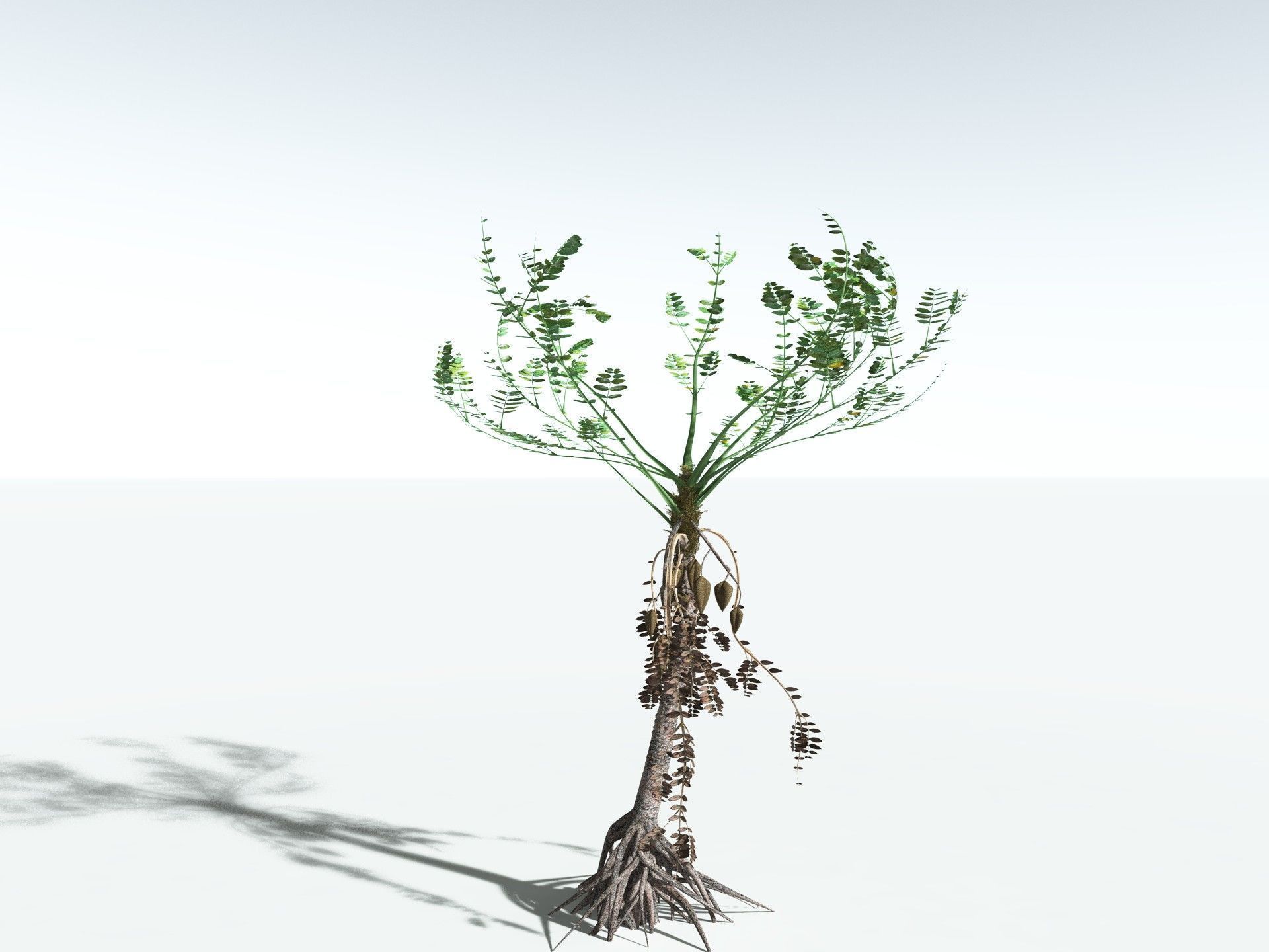 EVERYPlant Medullosa Noei 3D model_2