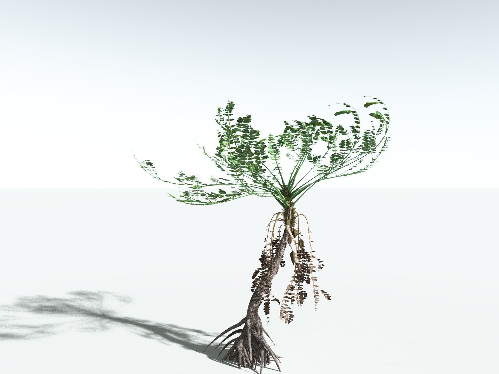 EVERYPlant Medullosa Noei 3D model_10