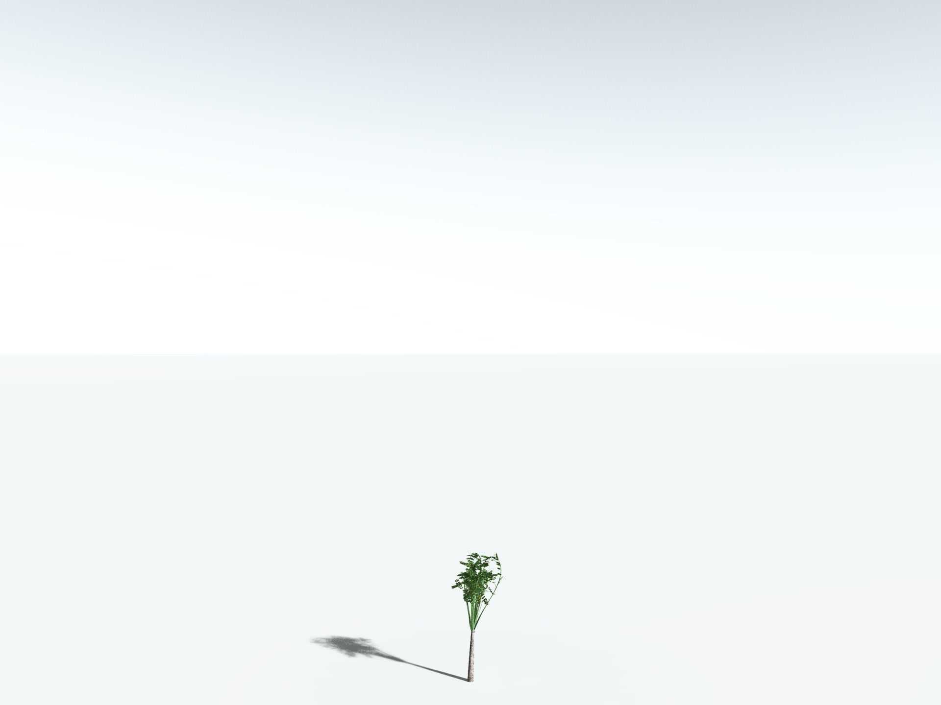 EVERYPlant Medullosa Noei 3D model_26