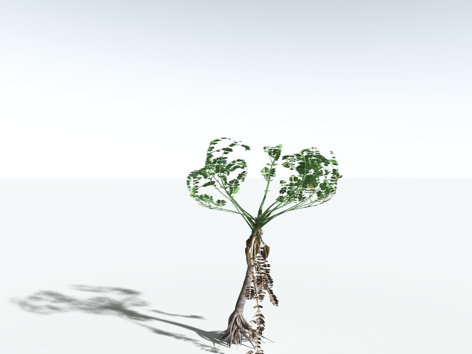 EVERYPlant Medullosa Noei 3D model_22