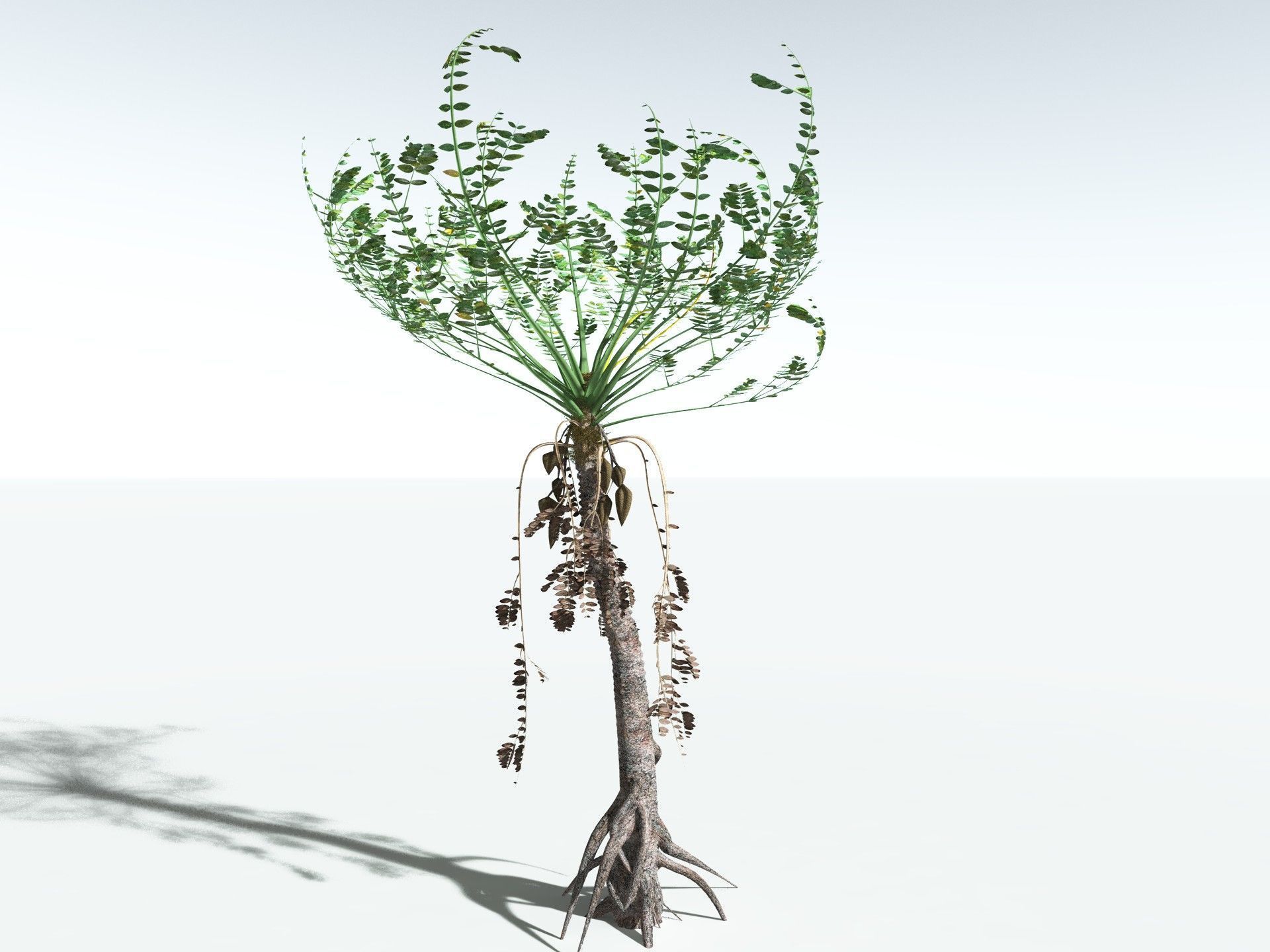 EVERYPlant Medullosa Noei 3D model_6