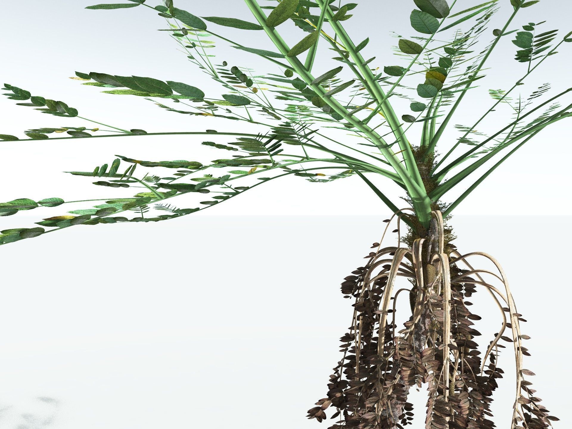 EVERYPlant Medullosa Noei 3D model_21