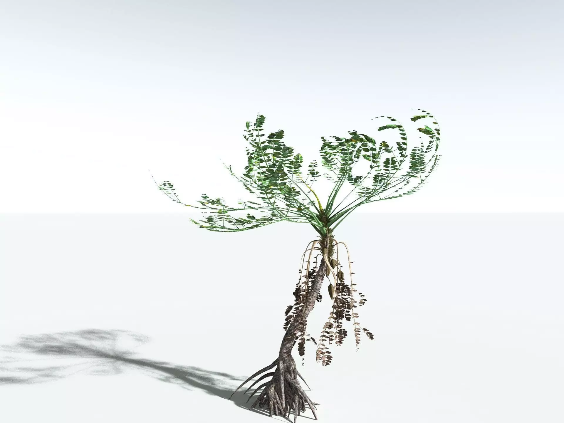 EVERYPlant Medullosa Noei 3D model_0