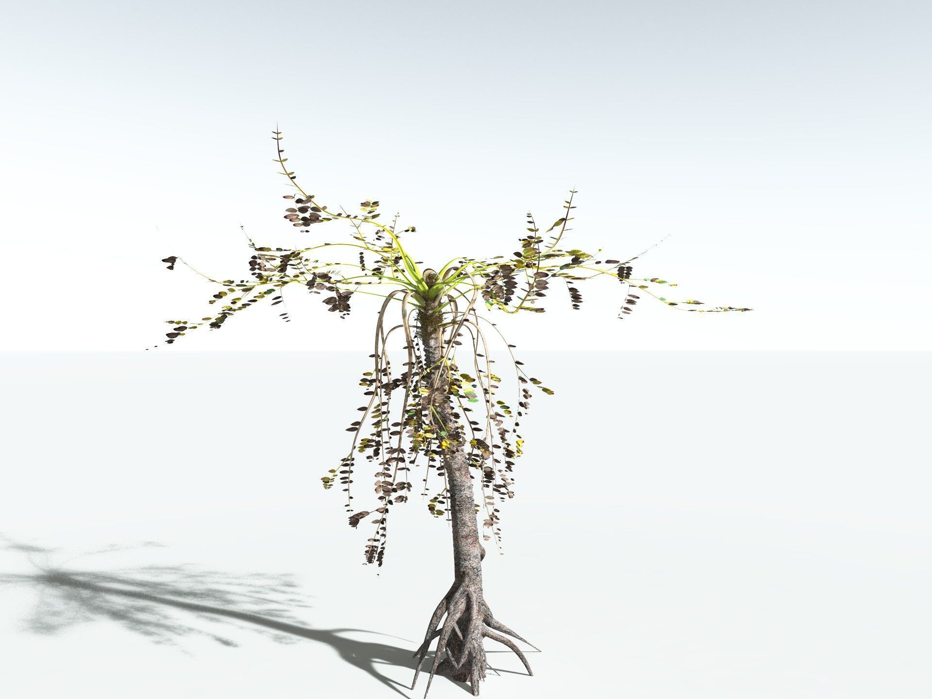 EVERYPlant Medullosa Noei 3D model_16
