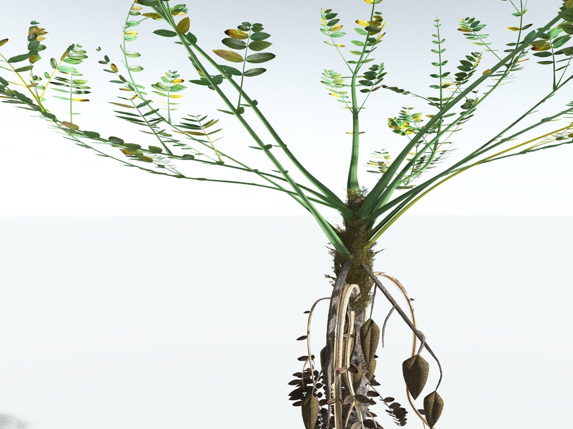 EVERYPlant Medullosa Noei 3D model_13