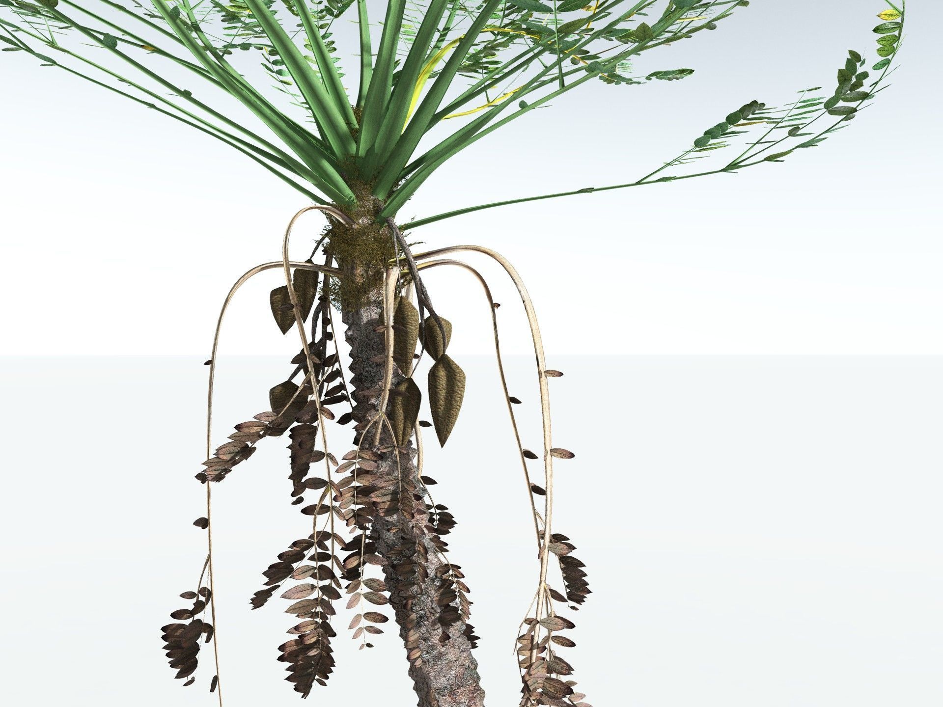 EVERYPlant Medullosa Noei 3D model_7