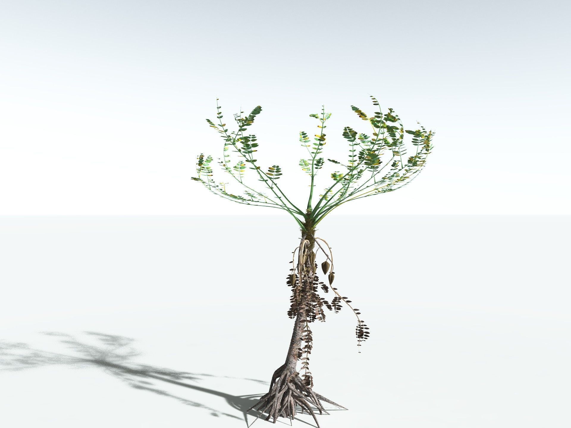 EVERYPlant Medullosa Noei 3D model_12