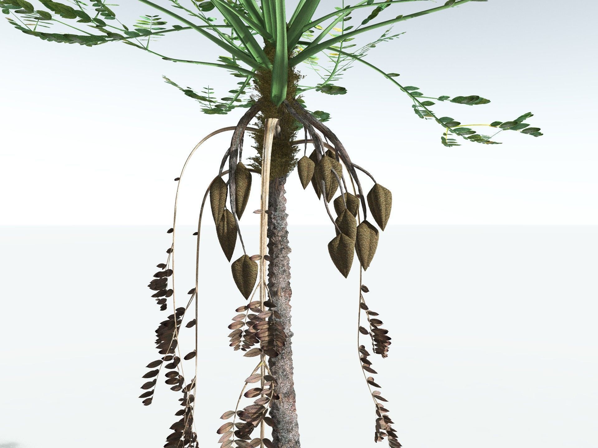 EVERYPlant Medullosa Noei 3D model_5