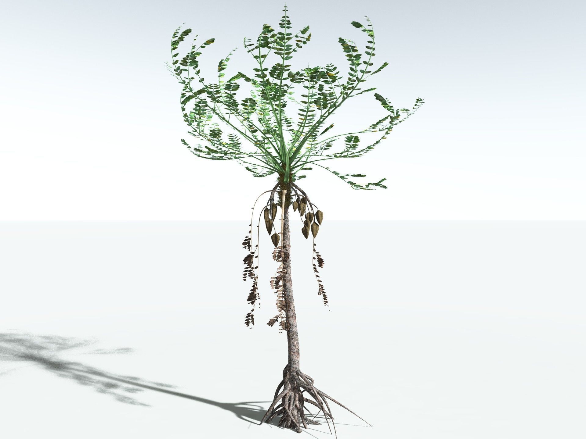 EVERYPlant Medullosa Noei 3D model_4