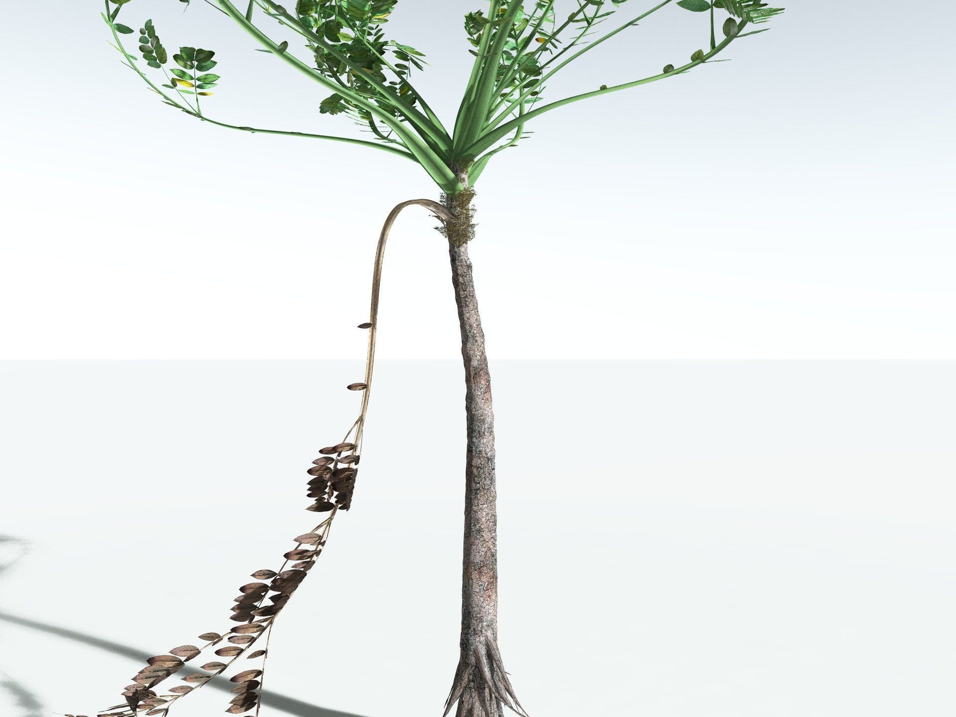 EVERYPlant Medullosa Noei 3D model_25