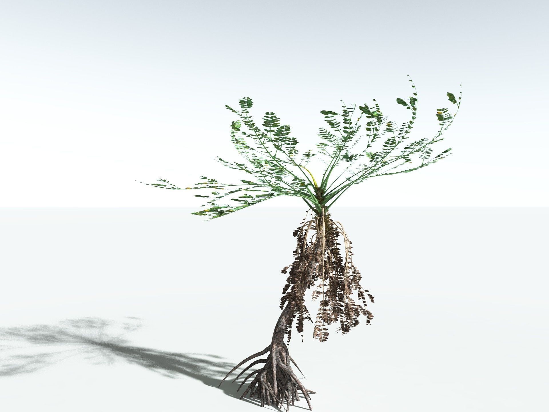 EVERYPlant Medullosa Noei 3D model_20