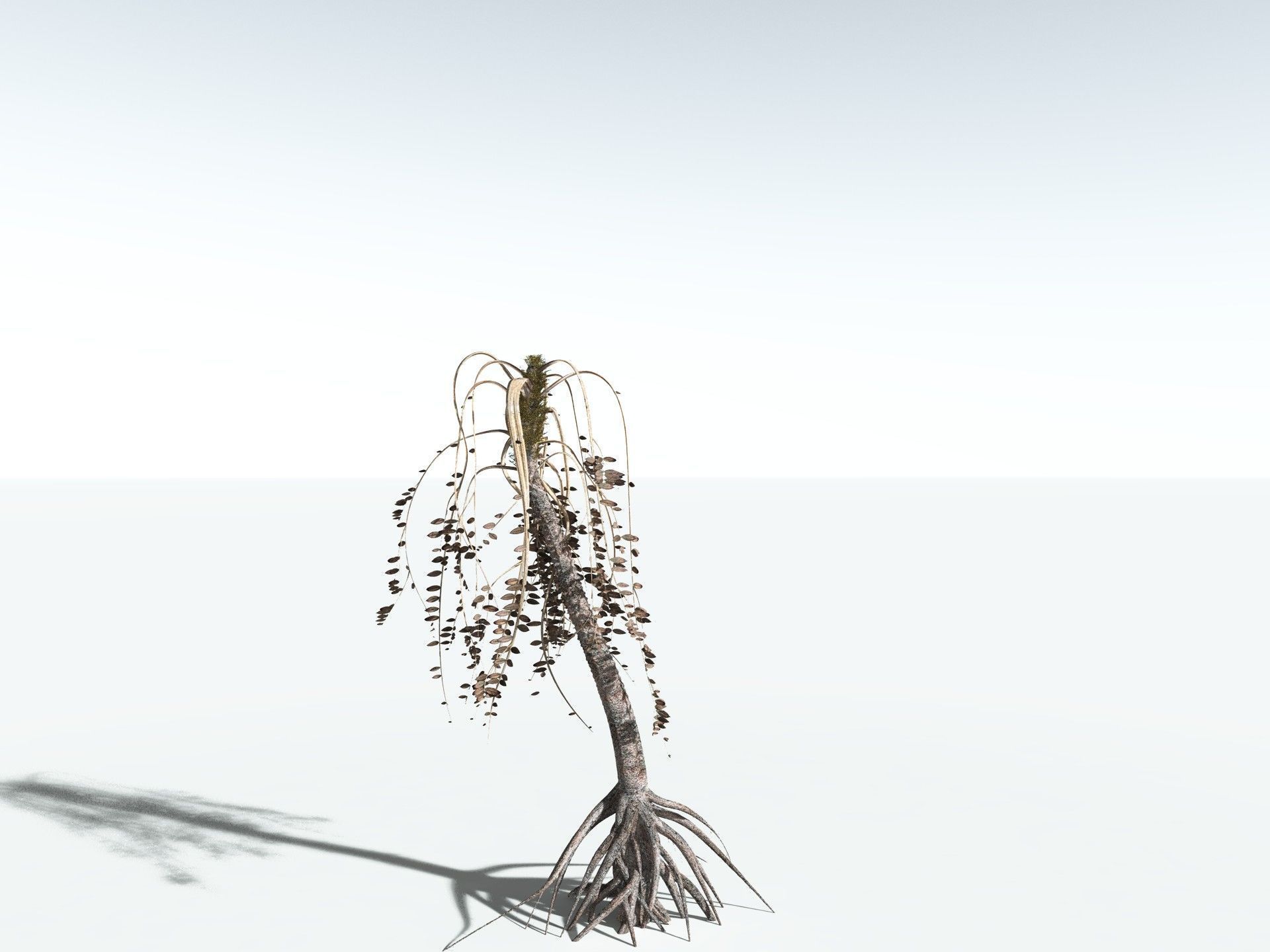 EVERYPlant Medullosa Noei 3D model_18