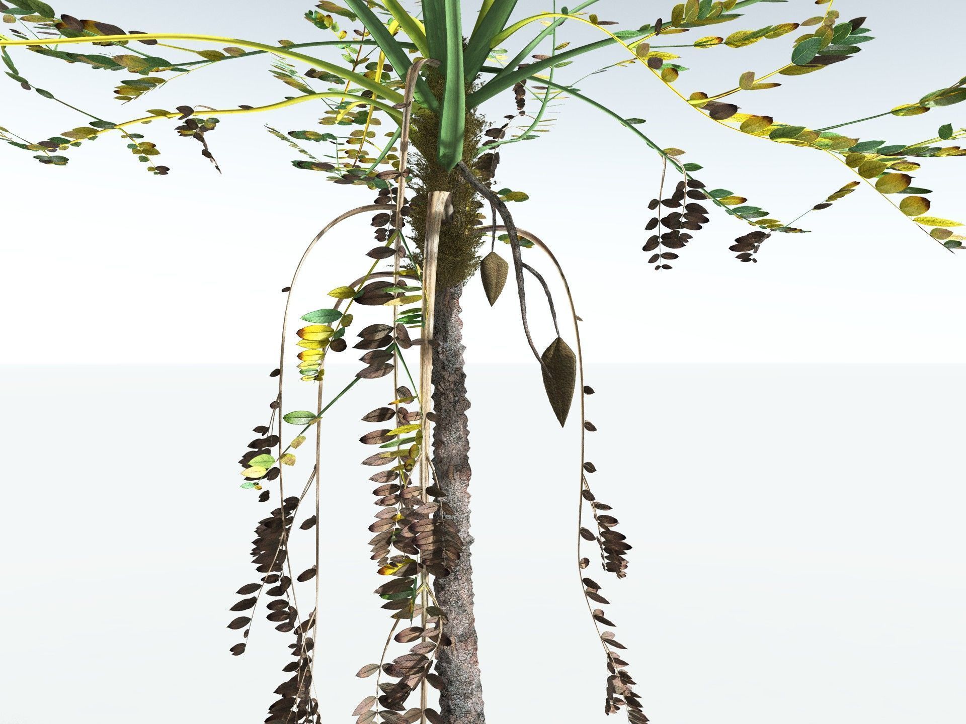 EVERYPlant Medullosa Noei 3D model_15