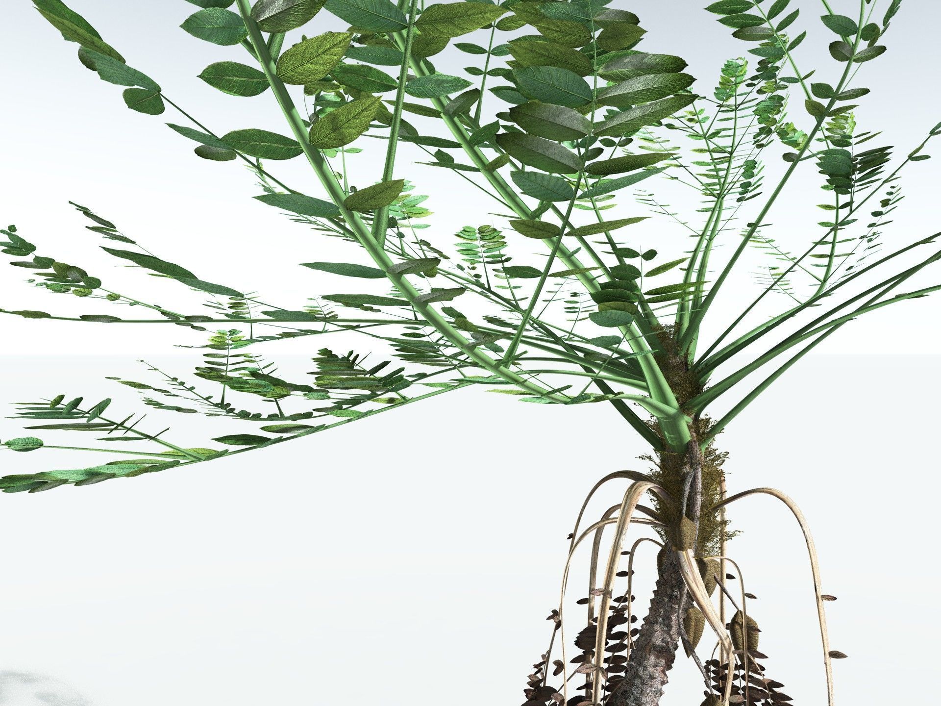 EVERYPlant Medullosa Noei 3D model_11