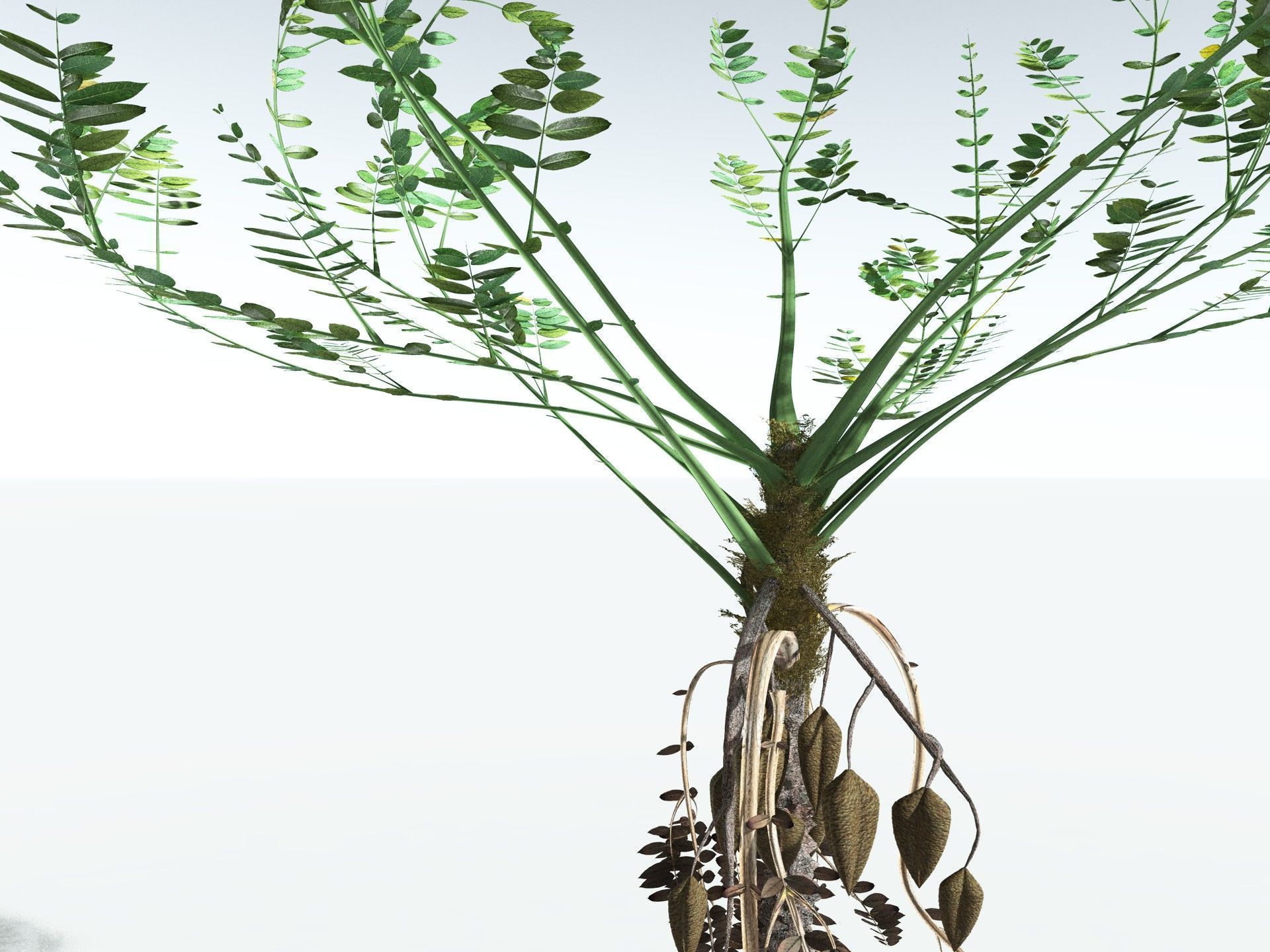 EVERYPlant Medullosa Noei 3D model_3
