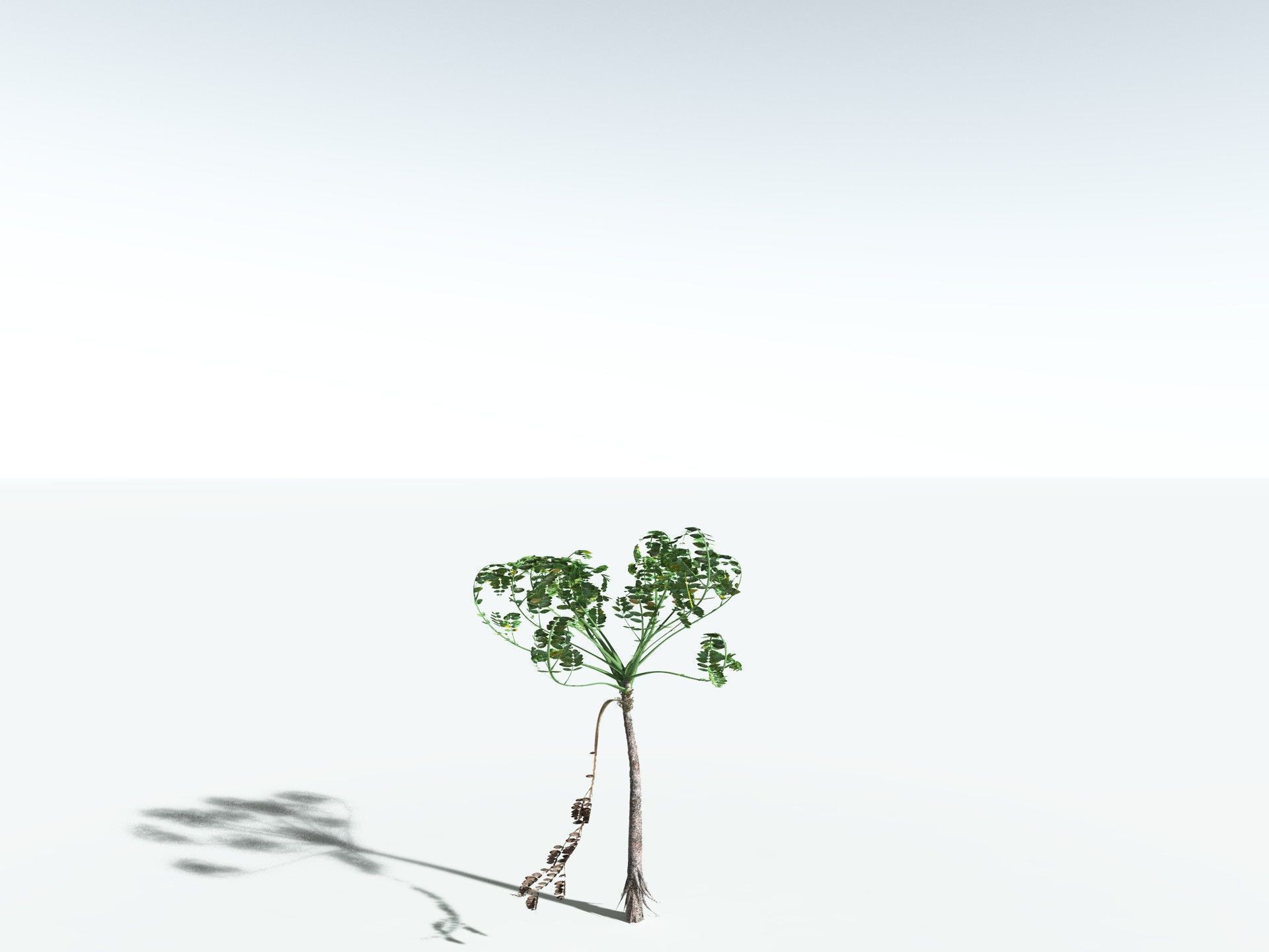 EVERYPlant Medullosa Noei 3D model_24
