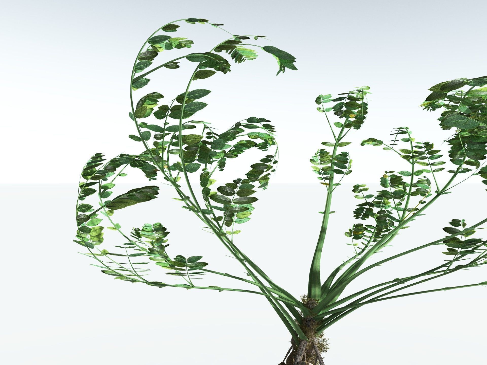 EVERYPlant Medullosa Noei 3D model_23