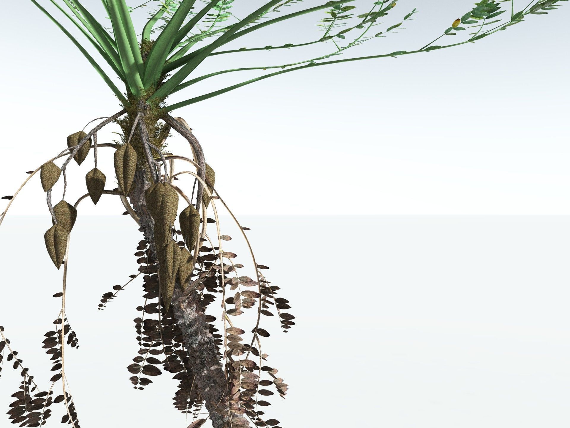 EVERYPlant Medullosa Noei 3D model_9