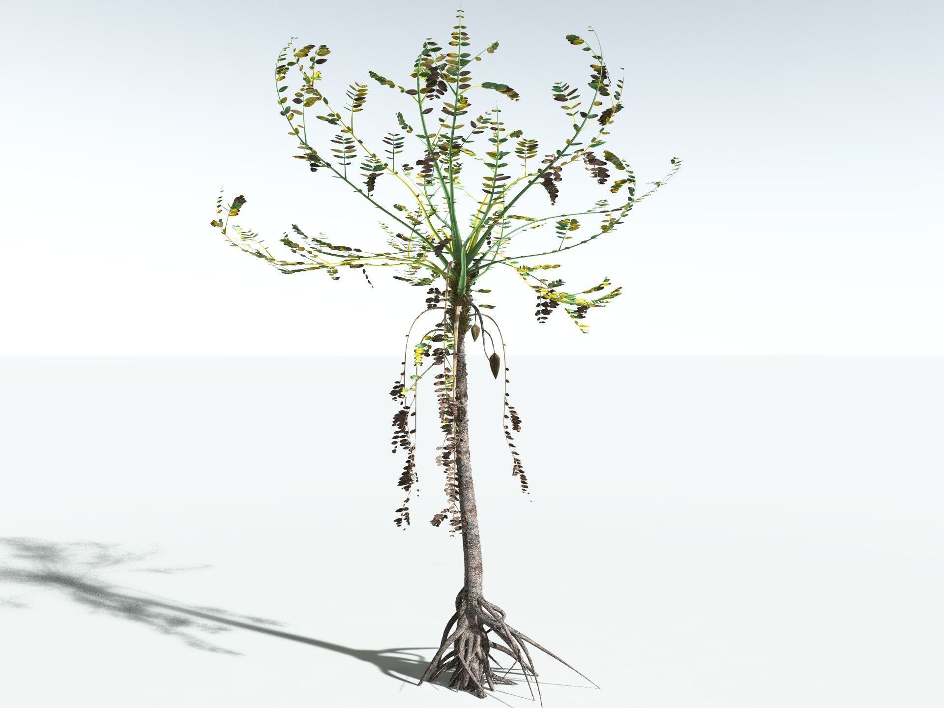 EVERYPlant Medullosa Noei 3D model_14