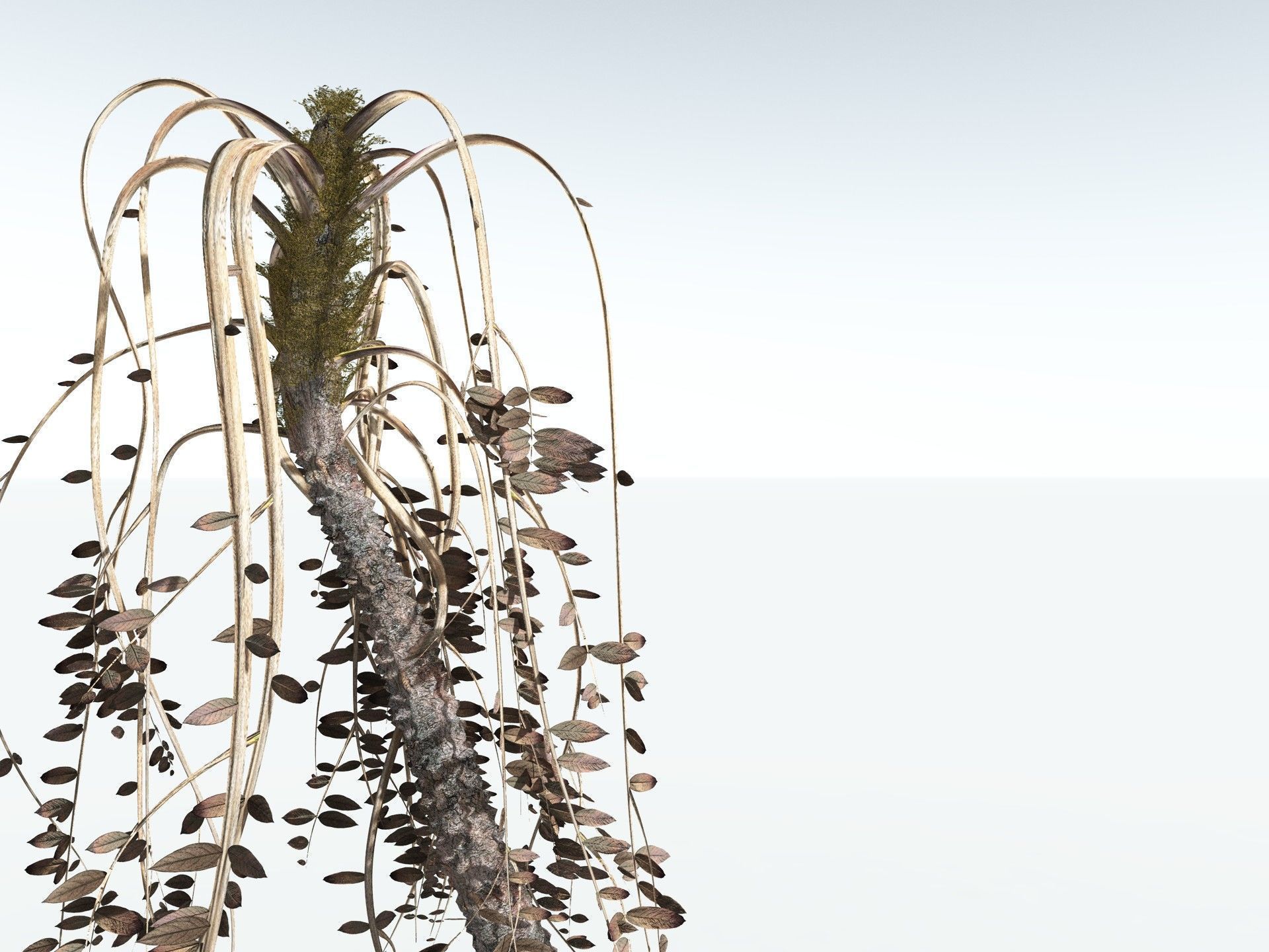 EVERYPlant Medullosa Noei 3D model_19
