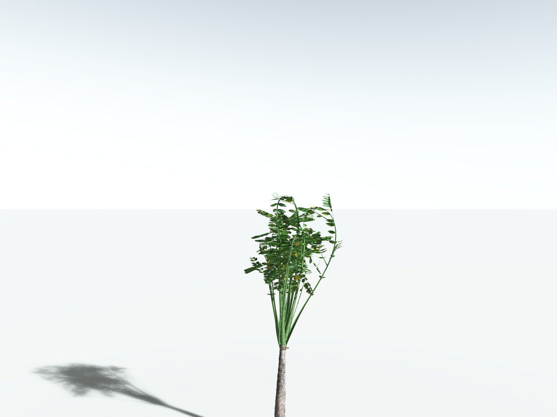 EVERYPlant Medullosa Noei 3D model_27