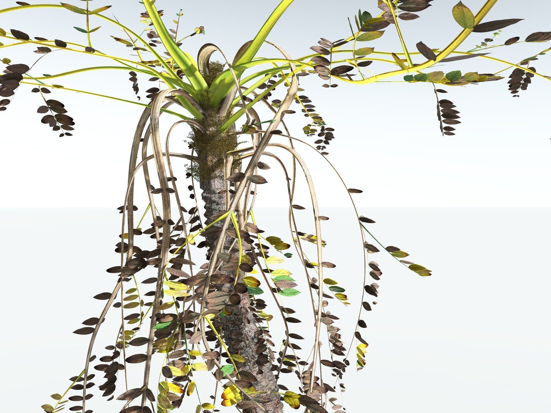 EVERYPlant Medullosa Noei 3D model_17